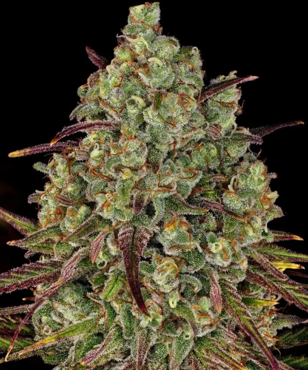 Tangerine Dream - Image 4