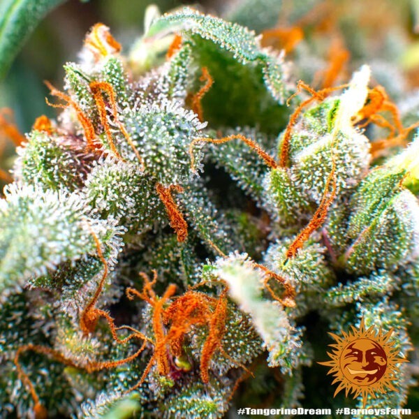 Tangerine Dream - Image 3