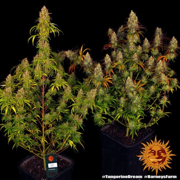 Tangerine Dream - Image 2