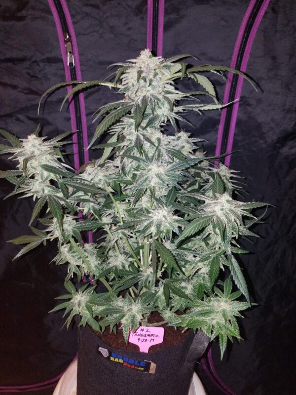 Tangie Auto - Image 4