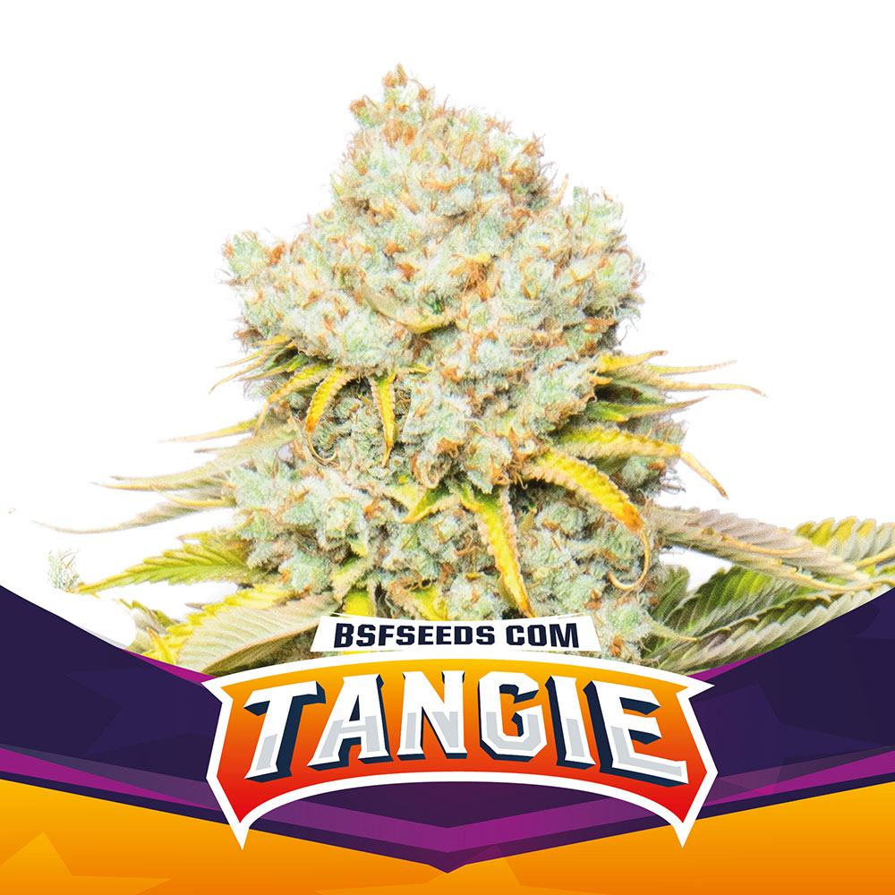 Tangie - Imagem 3
