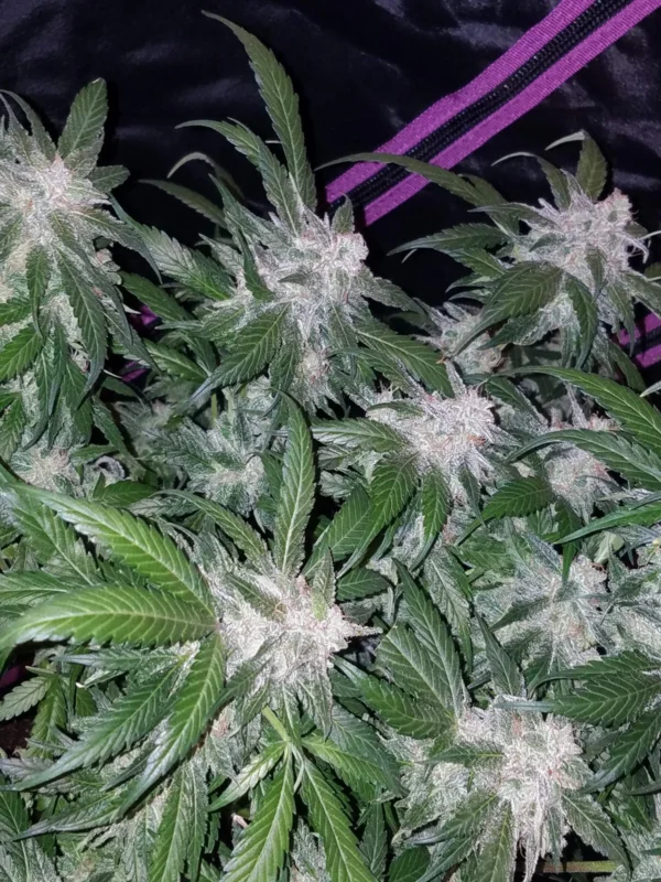 Tangie Auto - Image 3