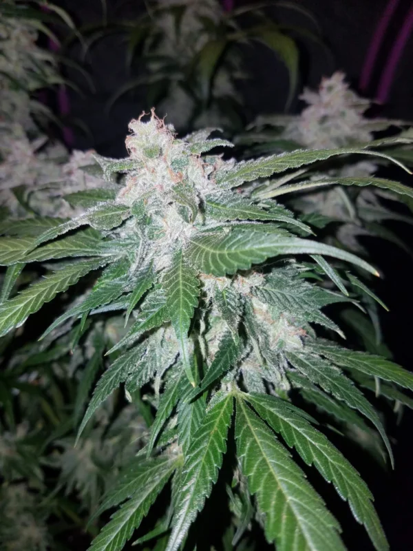 Tangie Auto - Image 2