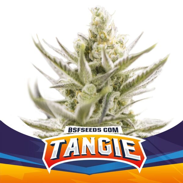Tangie XXL Auto - Image 3