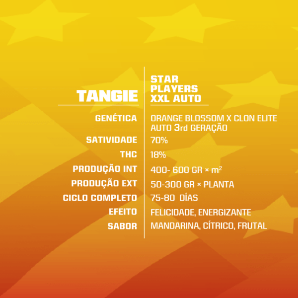 Tangie XXL Auto - Image 2