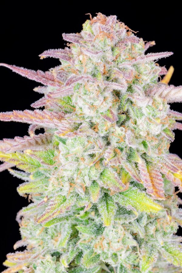 Trainwreck Auto - Image 3
