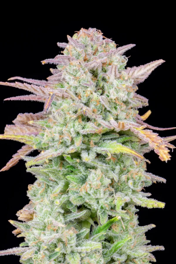 Trainwreck Auto - Image 4