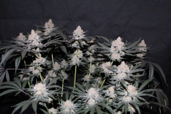 Tropicana Cookies Faster Flowering - Image 2