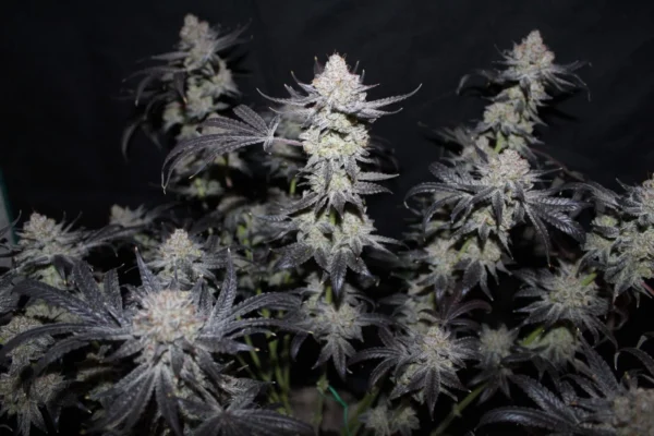 Tropicana Cookies Faster Flowering - Image 3
