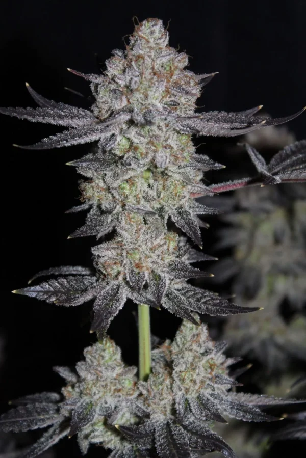 Tropicana Cookies Faster Flowering - Image 4