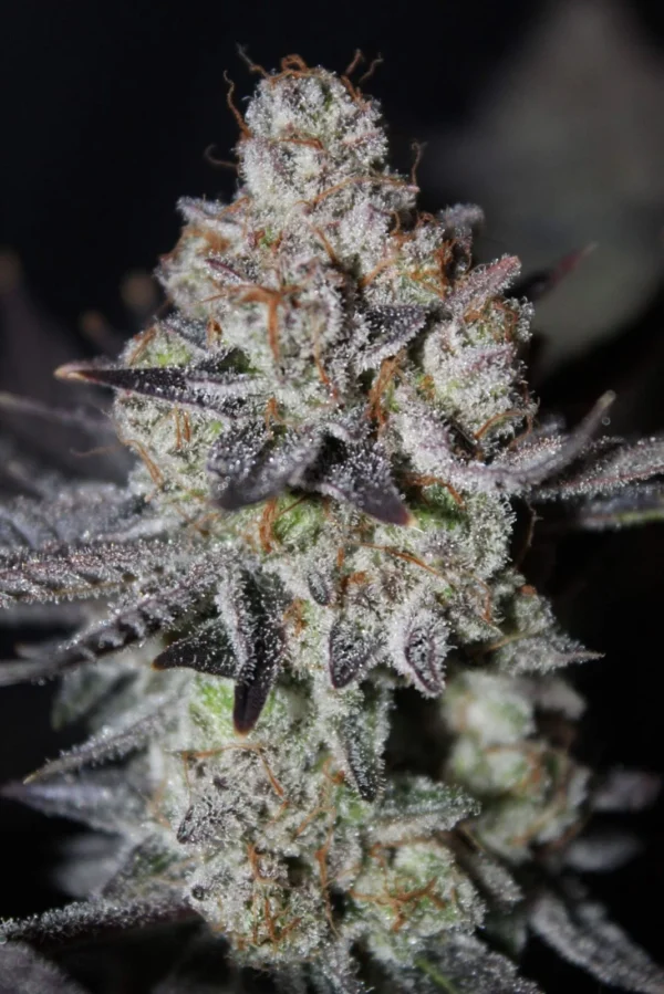 Tropicana Cookies Faster Flowering - Image 5
