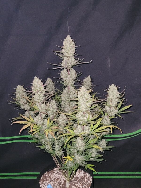 Tropicana Cookies Auto - Imagem 4