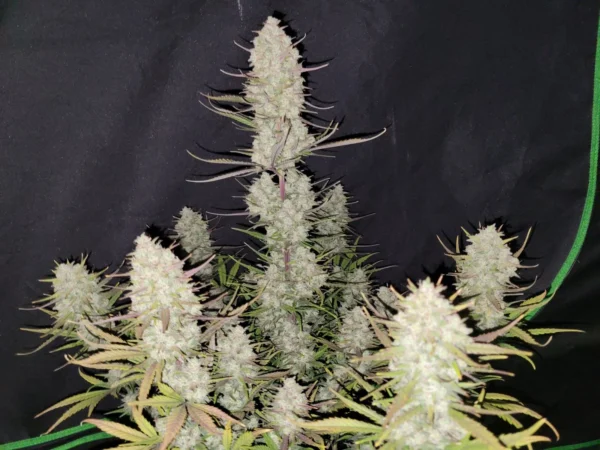 Tropicana Cookies Auto - Imagem 3