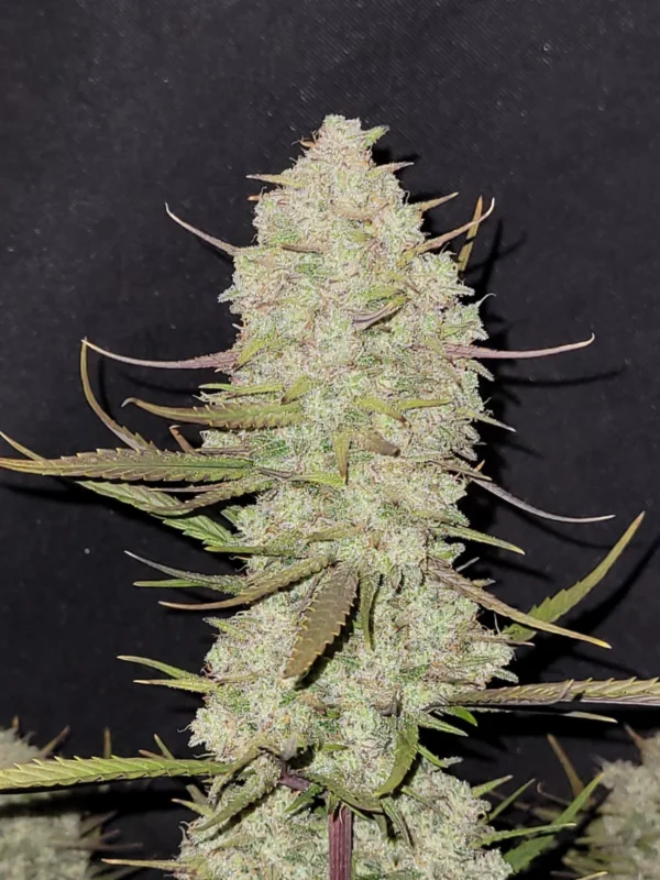 Tropicana Cookies Auto - Imagem 2