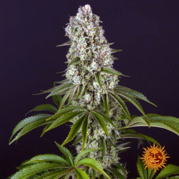 Tropicanna Banana - Imagem 3