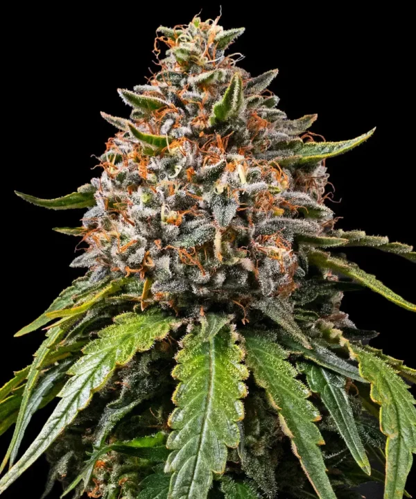White Widow XXL - Imagem 4