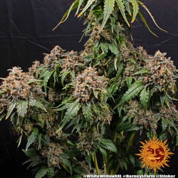 White Widow XXL - Imagem 3