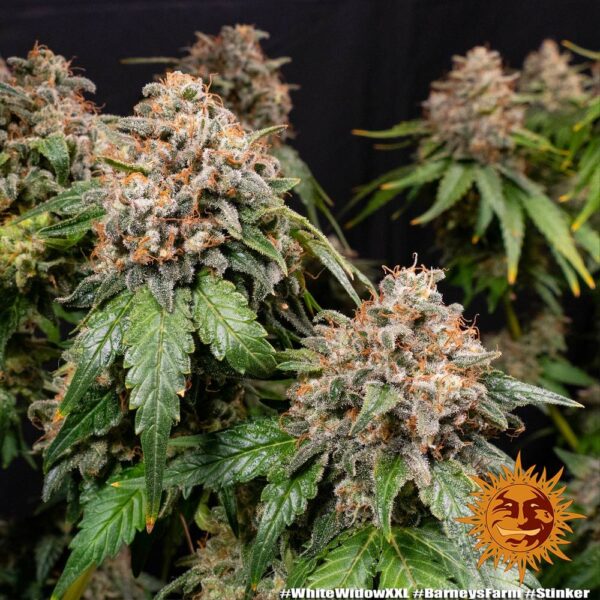 White Widow XXL - Imagem 2
