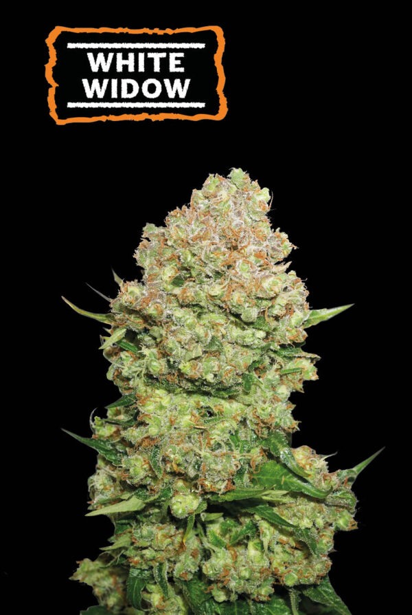 White Widow
