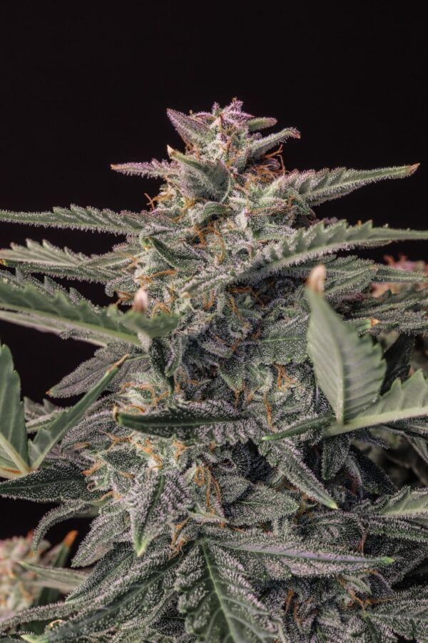White Widow Auto - Image 3