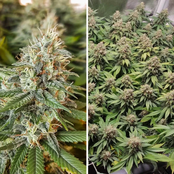 Amsterdam Amnesia - Image 2