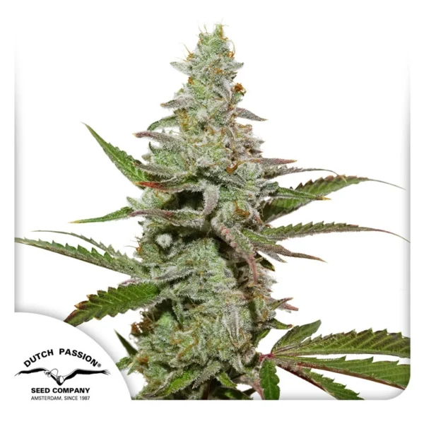 Amsterdam Amnesia - Image 3