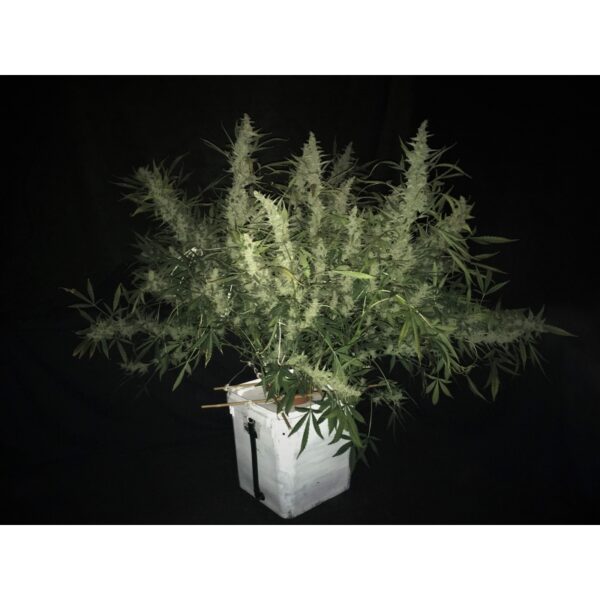 Auto Bruce Lemon Diesel - Imagem 2