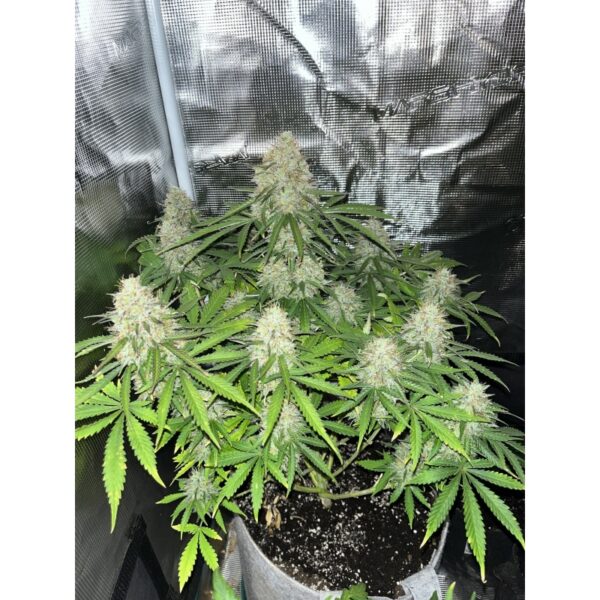 Auto Bruce Lemon Diesel - Imagem 4