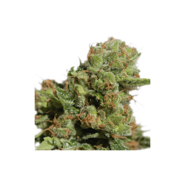 Auto Bruce Lemon Diesel - Imagem 3