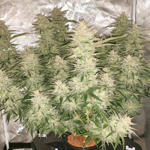 Auto Glueberry O.G. - Image 3