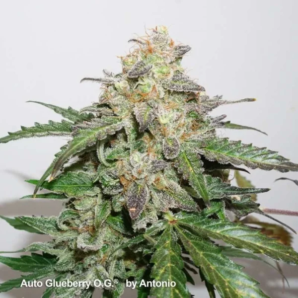 Auto Glueberry O.G. - Image 2