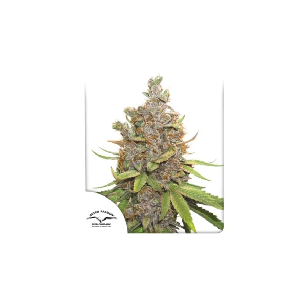 Auto Glueberry O.G. - Image 4