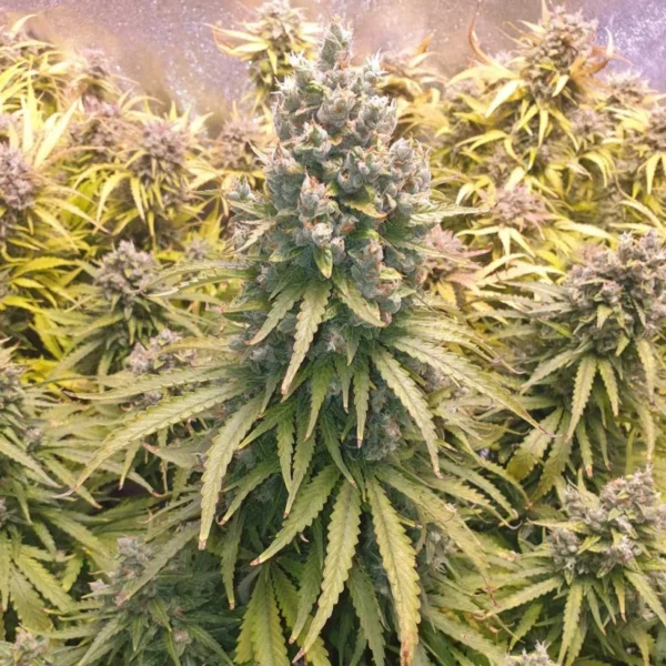Auto Lemon Kix - Imagem 3