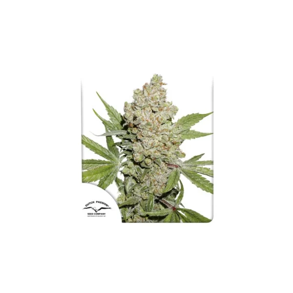 Auto Lemon Kix - Imagem 4