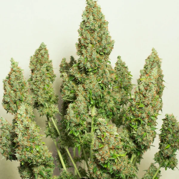 Auto Mazar - Image 3