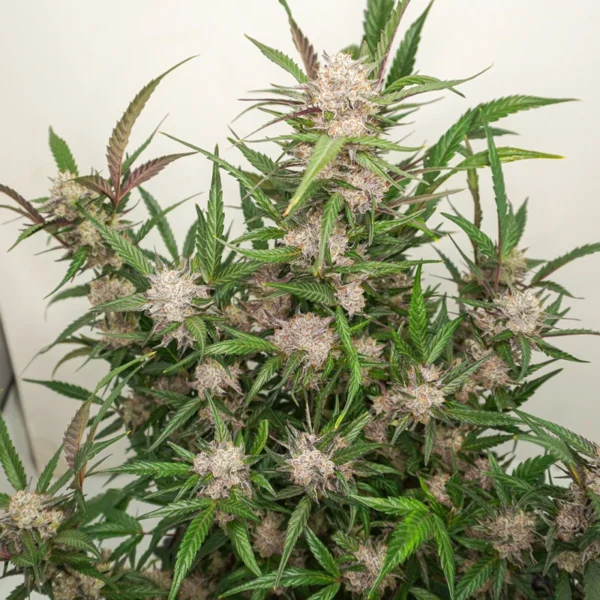 Auto Mimosa Punch - Image 2