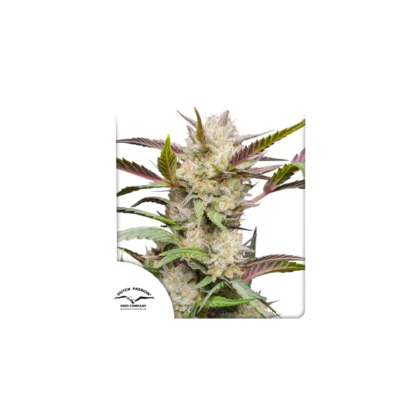 Auto Mimosa Punch - Image 4