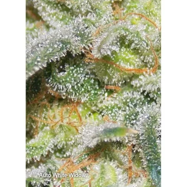 Auto White Widow - Image 3