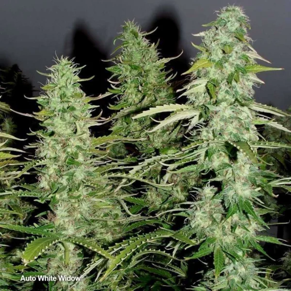 Auto White Widow - Image 2