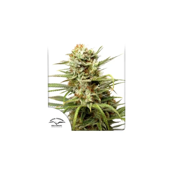 Auto White Widow - Image 4