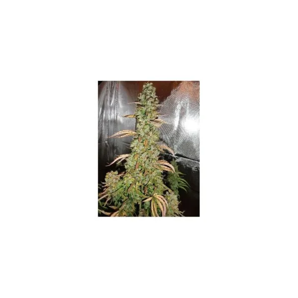 Auto Xtreme Haze - Image 3