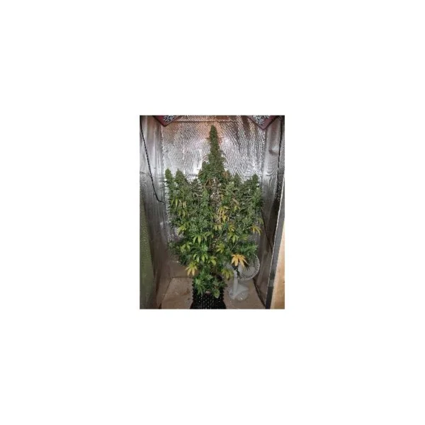 Auto Xtreme Haze - Image 2