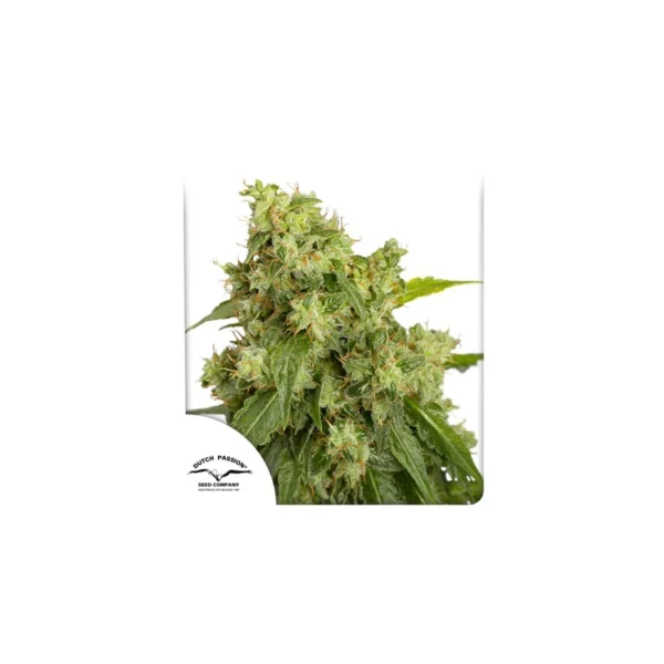 Auto Xtreme Haze - Image 4