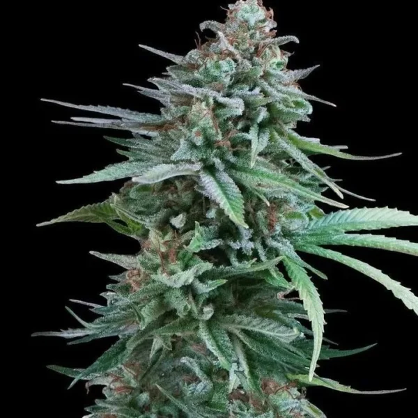 Black Biscotti - Imagem 2