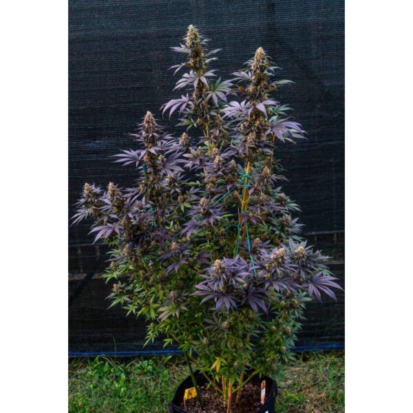 Black Lebanon - Image 2