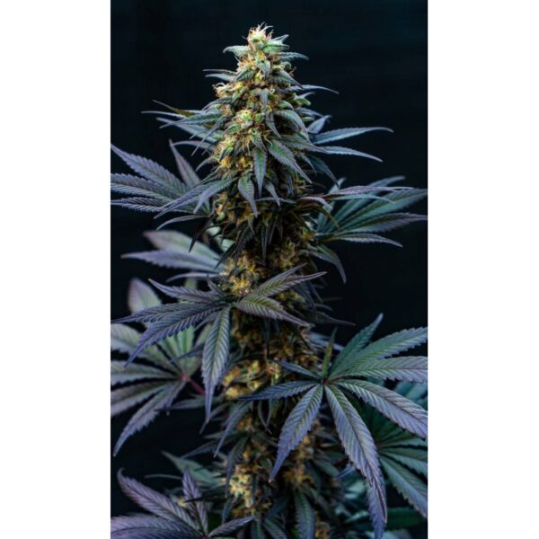 Black Lebanon - Image 4
