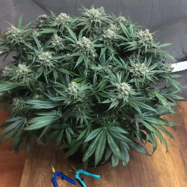 Blueberry - Image 2