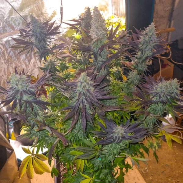 Blueberry - Image 3