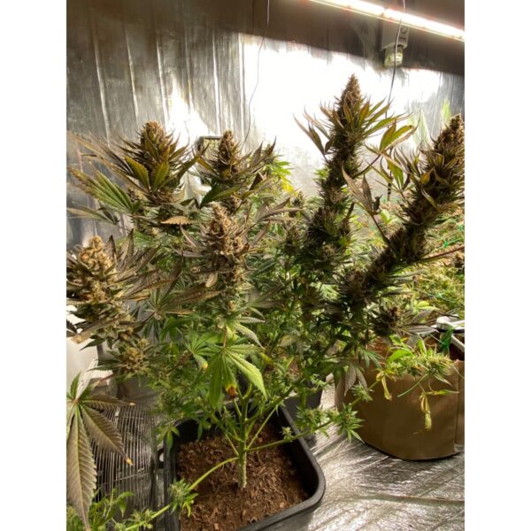 Bruce Lemon Diesel - Image 2