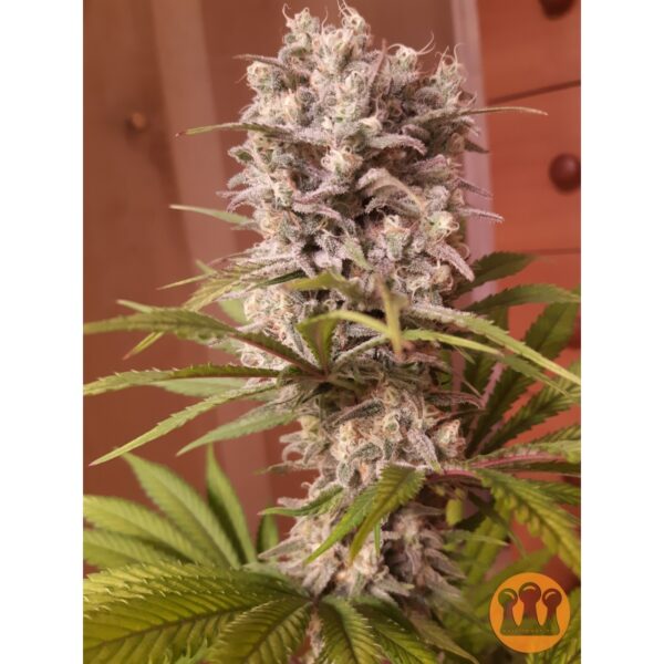 Bruce Lemon Diesel - Image 3